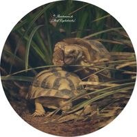 &Auml;gyptische Landschildkr&ouml;te (Testudo kleinmanni)