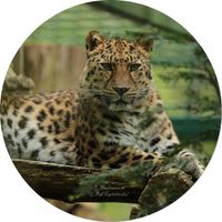 Amurleopard (Panthera pardus orientalis)