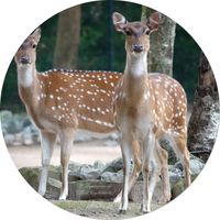 Axishirsch oder Chital (Axis axis)