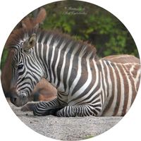 B&ouml;hm-Steppenzebra (Equus quagga boehmi)