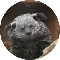 Binturong (Arctictis binturong)