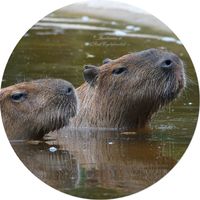 Capybara oder Wasserschwein (Hydrochoerus hydrochaeris)