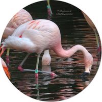 Chileflamingo oder Chilenischer Flamingo (Phoenicopterus chilensis)