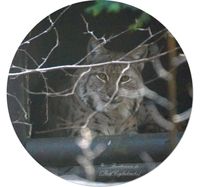 Eurasischer Luchs oder Nordluchs (Lynx lynx) im Zoo Dortmund