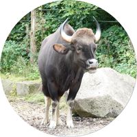 Gaur (Bos gaurus)