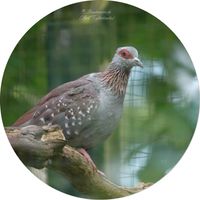 Guineataube (Columba guinea)