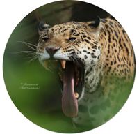 Jaguar (Panthera onca)