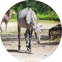 Nilgauantilope oder Nilgaiantilope (Boselaphus tragocamelus)