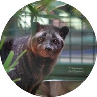 Philippinen-Fleckenmusang (Paradoxurus philippinensis)