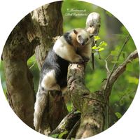 S&uuml;dlicher Tamandua (Tamandua tetradactyla)