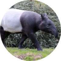 Schabrackentapir, auch Asiatischer oder Malaysischer Tapir (Tapirus indicus)