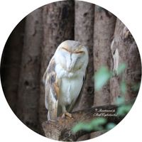 Schleiereule (Tyto alba)