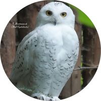 Schneeeule (Bubo scandiacus)