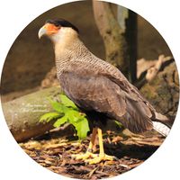 Schopfkarakara (Caracara plancus)