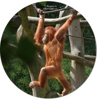 Sumatra-Orang-Utan (Pongo abelii)