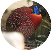 Temmincktragopan (Tragopan temminckii)