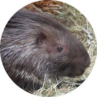 Wei&szlig;schwanz-Stachelschwein (Hystrix indica)