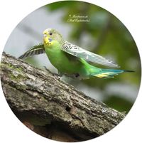 Wellensittich (Melopsittacus undulatus)