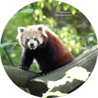 Westliche Kleine Panda (Ailurus fulgens)