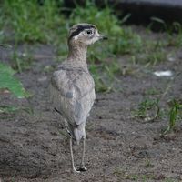 Inkatriel, oder Perutriel (Hesperoburhinus superciliaris)