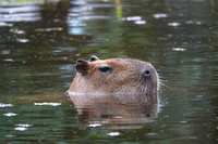 Capybara in seinem Element