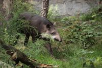 Flachland-Tapir im Zoo Duisburg