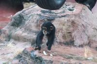 Schimpanse in der Zoom Erlebniswelt