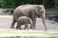 Elefant mit freundlicher Genehmigung von Hagenbeck