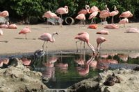 Flamingo mit freundlicher Genehmigung von Hagenbeck