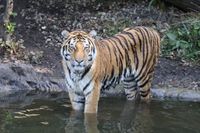 Sibirischer Tiger mit freundlicher Genehmigung von Hagenbeck