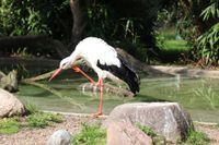 Storch mit freundlicher Genehmigung von Hagenbeck