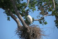 Ein Jabiru im Nest