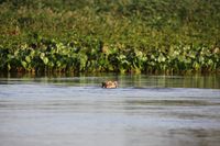 SchwimmenderJaguar im Pantanal