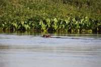 Schwimmender Jaguar im Pantanal