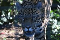 Jaguar im Zoo Dortmund