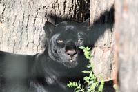 Schwarzer Jaguar im Zoo Dortmund
