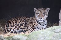 Jaguar im Zoo Krefeld