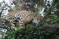 Jaguar im Zoo Krefeld