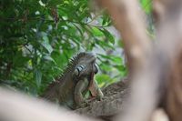 Gr&uuml;ner Leguan im Zoo Krefeld