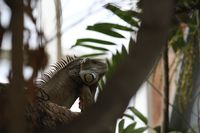 Gr&uuml;ner Leguan im Krefelder Zoo