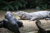 Krokodil_Kaiman
