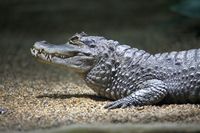 Krokodil_Kaiman