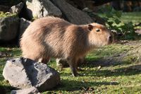 Capibara im ZooParc Overloon