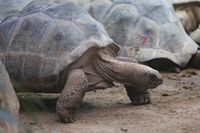 Aldabra-Riesenschildkr&ouml;te