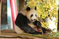 Gro&szlig;er Panda im Ouwehand Dierenpark Volkel