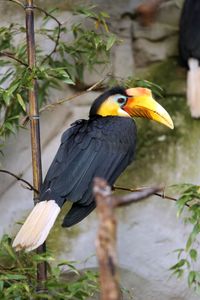 Malaiischer Nashornvogel