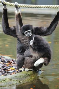 Wei&szlig;hand-Gibbon