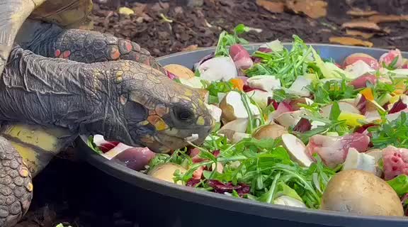 Köhlerschildkröten-Fütterung im Winter