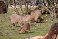 Tiere aus dem Zoo Dortmund