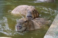 Tiere aus dem Zoo Dortmund